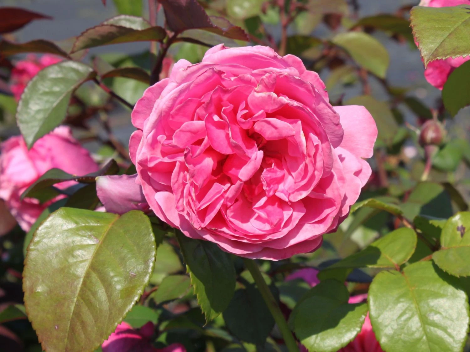 Edelrose 'Elbflorenz' 2 Edelrose 'Elbflorenz' – Bild 2