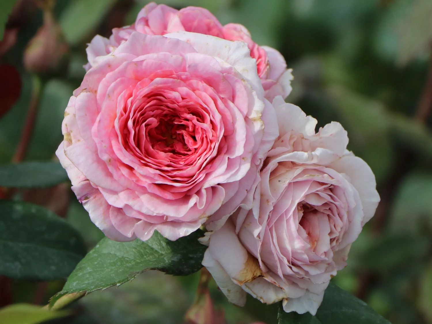 Edelrose 'Elbflorenz' 7 Edelrose 'Elbflorenz' – Bild 7