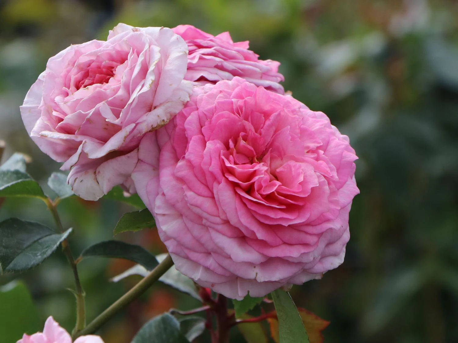 Edelrose 'Elbflorenz' 8 Edelrose 'Elbflorenz' – Bild 8