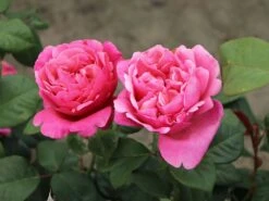 Edelrose 'Elbflorenz' 18 Edelrose 'Elbflorenz' -Edelrosen Geschaft edelrose elbflorenz m052840 w 4