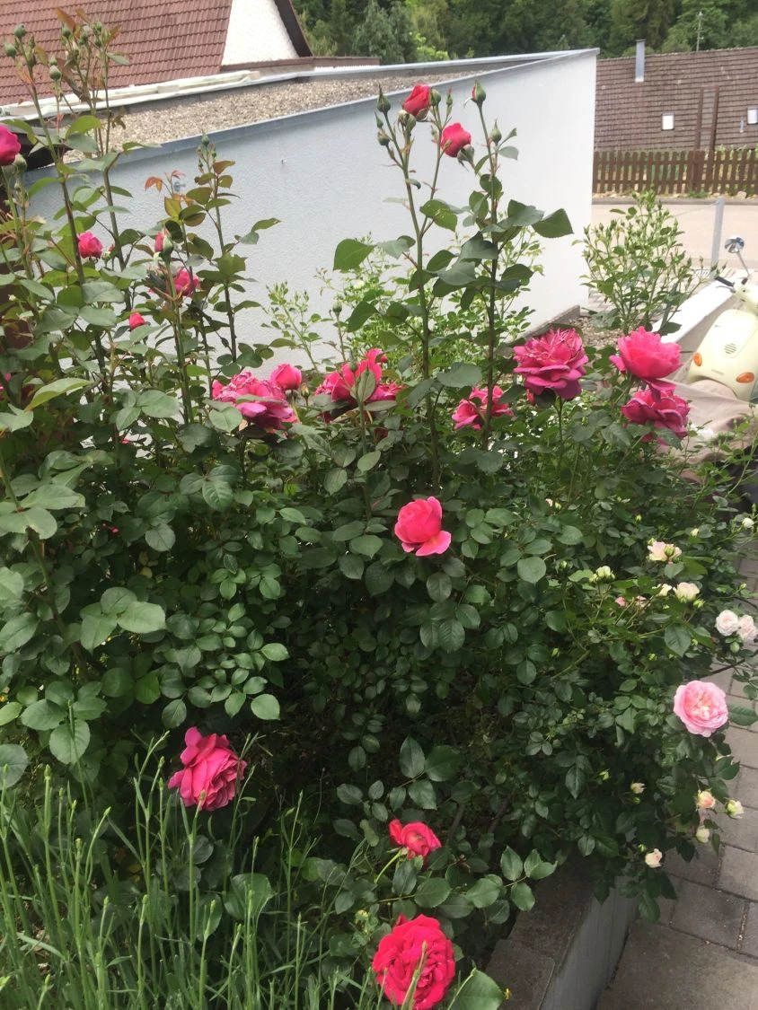 Edelrose 'Eliza' ® 10 Edelrose 'Eliza' ® – Bild 10