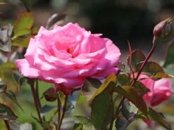 Edelrose 'Eliza' ® 15 Edelrose 'Eliza' ® -Edelrosen Geschaft edelrose eliza m005998 w 1