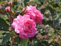 Edelrose 'Eliza' ® 17 Edelrose 'Eliza' ® -Edelrosen Geschaft edelrose eliza m005998 w 3