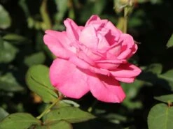 Edelrose 'Eliza' ® 16 Edelrose 'Eliza' ® -Edelrosen Geschaft edelrose eliza m005998 w 4