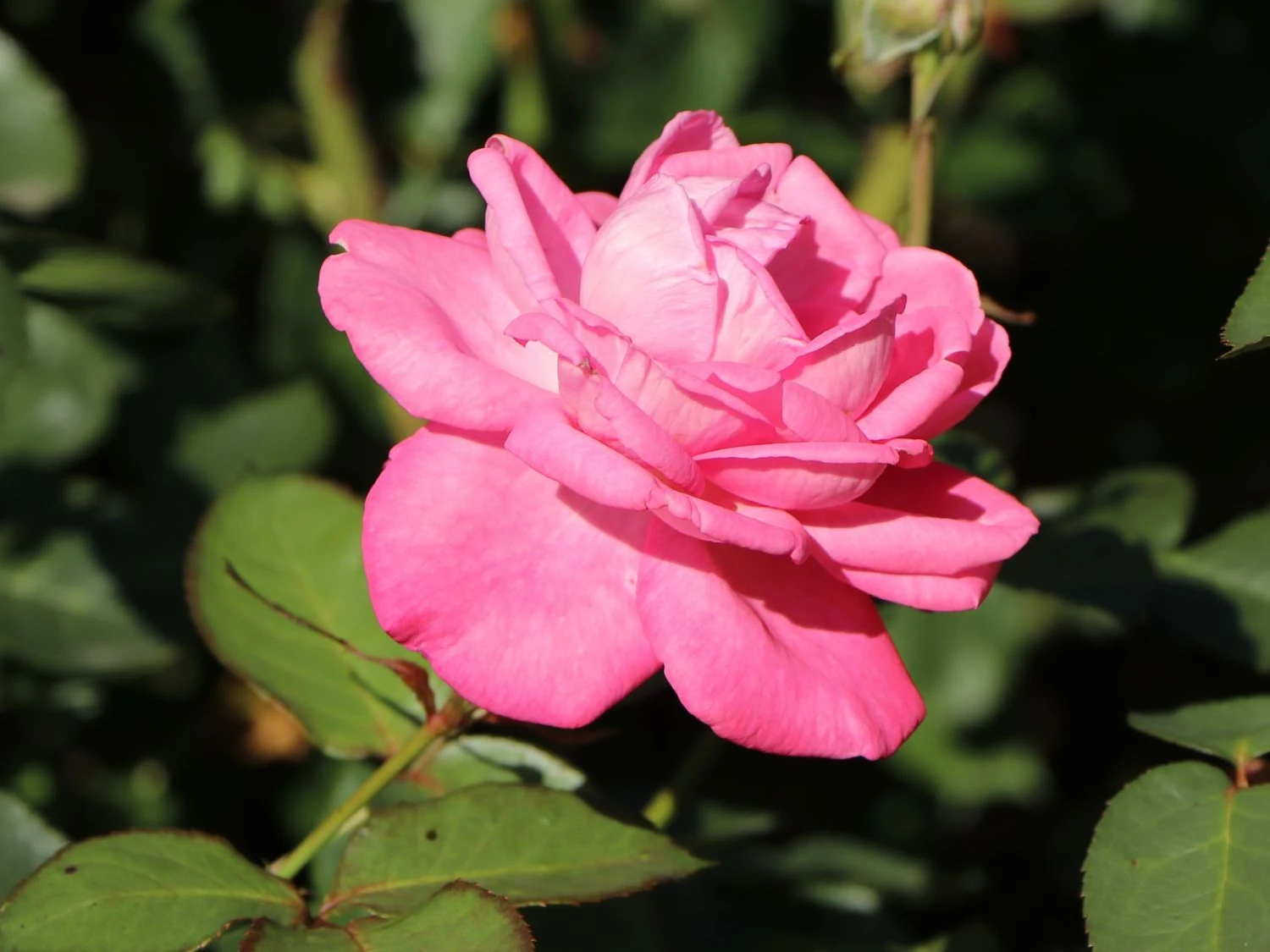 Edelrose 'Eliza' ® 7 Edelrose 'Eliza' ® – Bild 7