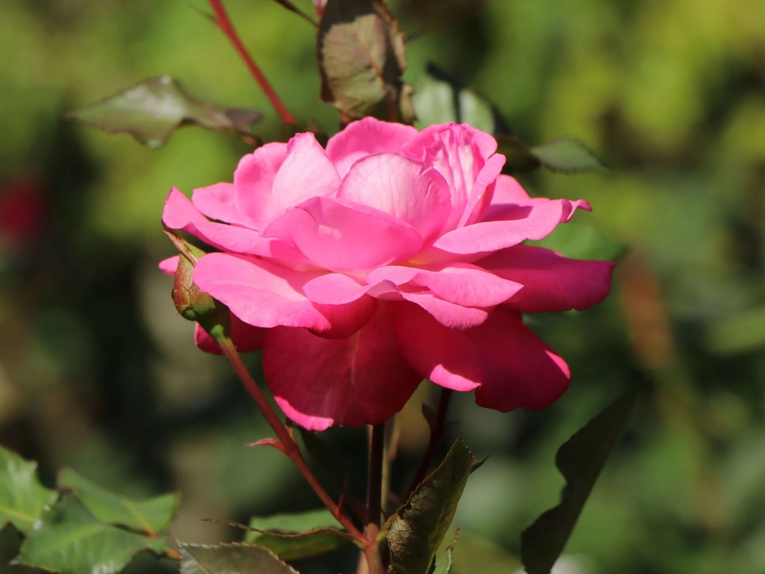 Edelrose 'Eliza' ® 5 Edelrose 'Eliza' ® – Bild 5