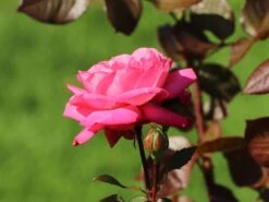Edelrose 'Eliza' ® 12 Edelrose 'Eliza' ® -Edelrosen Geschaft edelrose eliza m005998 w 6