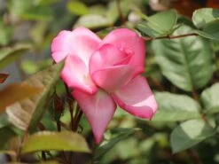 Edelrose 'Eliza' ® 18 Edelrose 'Eliza' ® -Edelrosen Geschaft edelrose eliza m005998 w 7