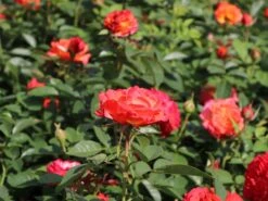 Edelrose 'Feurio' ® 11 Edelrose 'Feurio' ® -Edelrosen Geschaft edelrose feurio m113591 w 0