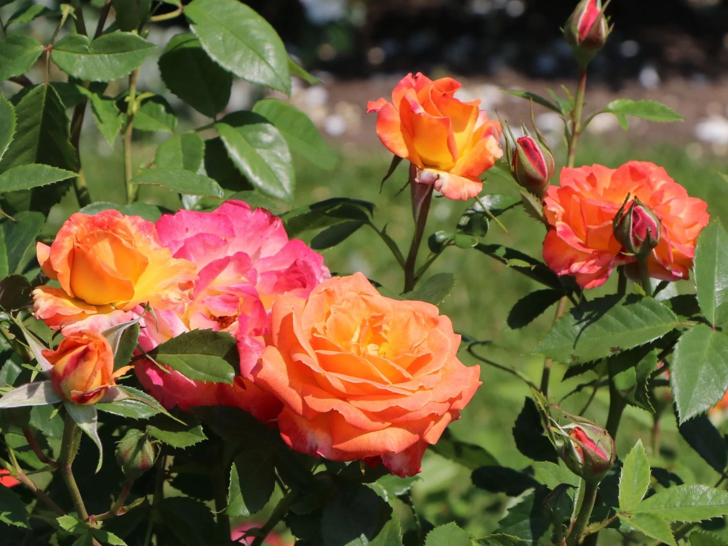 Edelrose 'Feurio' ® 4 Edelrose 'Feurio' ® – Bild 4