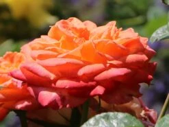 Edelrose 'Feurio' ® 15 Edelrose 'Feurio' ® -Edelrosen Geschaft edelrose feurio m113591 w 2