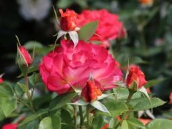 Edelrose 'Feurio' ® 16 Edelrose 'Feurio' ® -Edelrosen Geschaft edelrose feurio m113591 w 7