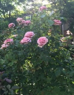 Edelrose 'Frederic Mistral' ® 21 Edelrose 'Frederic Mistral' ® -Edelrosen Geschaft edelrose frederic mistral m002970 103281 0