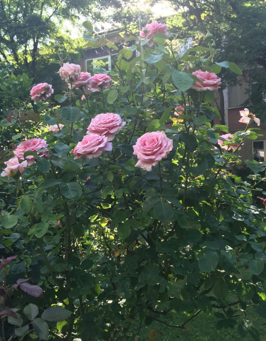 Edelrose 'Frederic Mistral' ® 9 Edelrose 'Frederic Mistral' ® – Bild 9