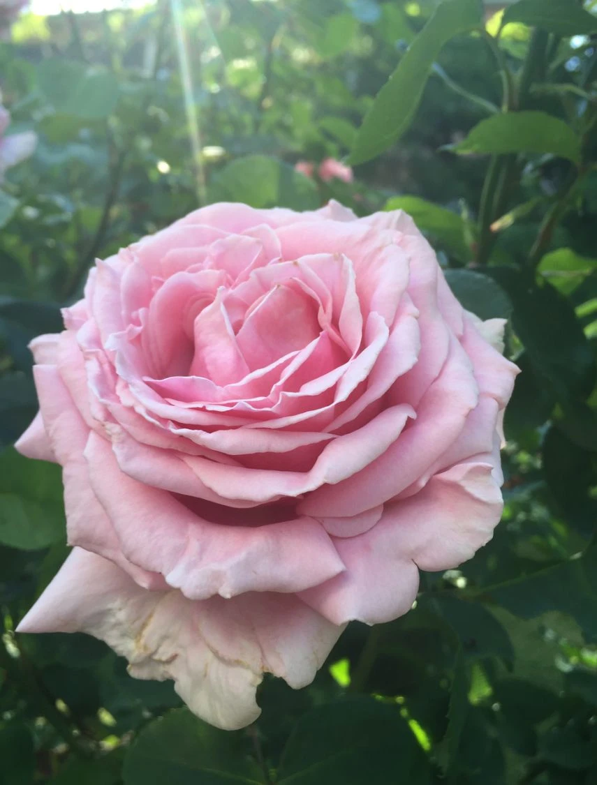 Edelrose 'Frederic Mistral' ® 8 Edelrose 'Frederic Mistral' ® – Bild 8