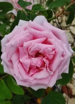Edelrose 'Frederic Mistral' ® 19 Edelrose 'Frederic Mistral' ® -Edelrosen Geschaft edelrose frederic mistral m002970 1385065 0