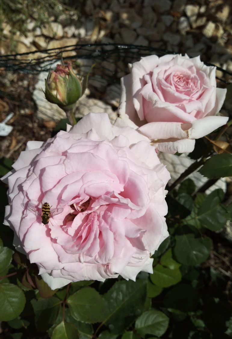 Edelrose 'Frederic Mistral' ® 6 Edelrose 'Frederic Mistral' ® – Bild 6