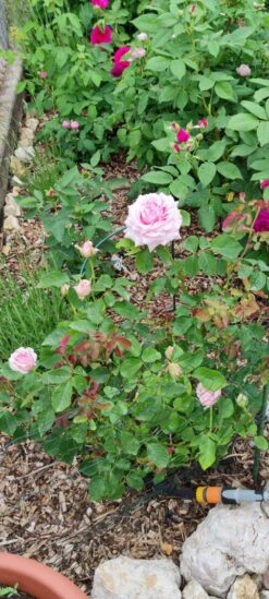 Edelrose 'Frederic Mistral' ® 17 Edelrose 'Frederic Mistral' ® -Edelrosen Geschaft edelrose frederic mistral m002970 1385065 2