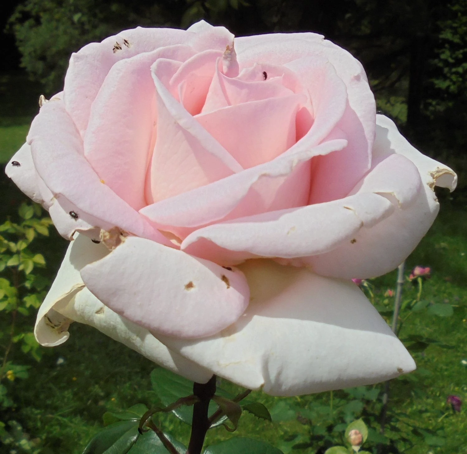 Edelrose 'Frederic Mistral' ® 13 Edelrose 'Frederic Mistral' ® – Bild 13