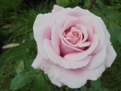 Edelrose 'Frederic Mistral' ® 24 Edelrose 'Frederic Mistral' ® -Edelrosen Geschaft edelrose frederic mistral m002970 430730 1