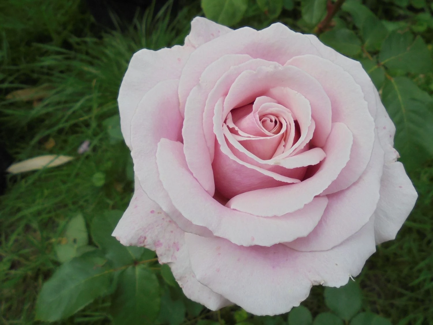 Edelrose 'Frederic Mistral' ® 12 Edelrose 'Frederic Mistral' ® – Bild 12