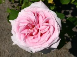Edelrose 'Frederic Mistral' ®
