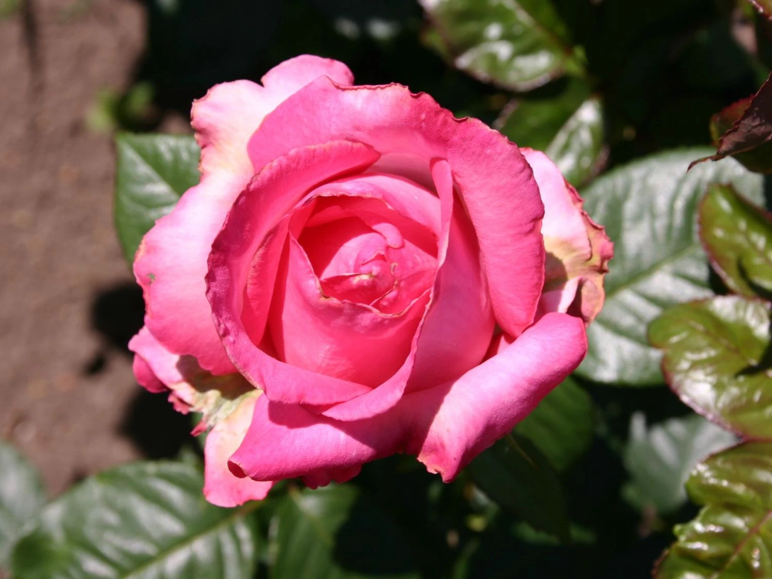 Edelrose 'Frederic Mistral' ® 2 Edelrose 'Frederic Mistral' ® – Bild 2