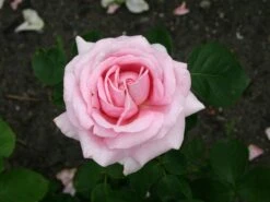 Edelrose 'Frederic Mistral' ® 15 Edelrose 'Frederic Mistral' ® -Edelrosen Geschaft edelrose frederic mistral m002970 w 1
