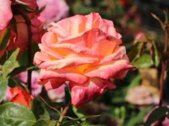 Edelrose 'Frohsinn' ® -Edelrosen Geschaft edelrose frohsinn 82 m005894 w 0