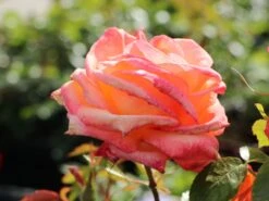 Edelrose 'Frohsinn' ® -Edelrosen Geschaft edelrose frohsinn 82 m005894 w 1