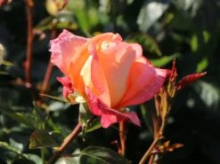 Edelrose 'Frohsinn' ® -Edelrosen Geschaft edelrose frohsinn 82 m005894 w 3