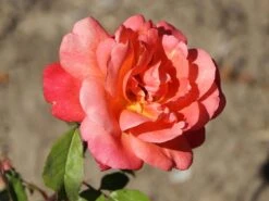 Edelrose 'Frohsinn' ® -Edelrosen Geschaft edelrose frohsinn m005894 w 0