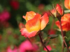 Edelrose 'Frohsinn' ® -Edelrosen Geschaft edelrose frohsinn m005894 w 1