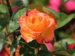 Edelrose 'Frohsinn' ® -Edelrosen Geschaft edelrose frohsinn m005894 w 2