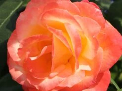 Edelrose 'Frohsinn' ® -Edelrosen Geschaft edelrose frohsinn m005894 w 3