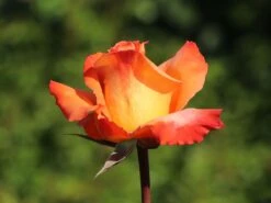 Edelrose 'Frohsinn' ® -Edelrosen Geschaft edelrose frohsinn m005894 w 5