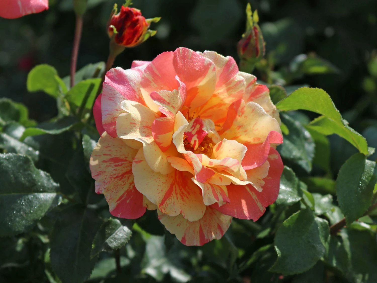 Edelrose 'Fruite' ® 1 Edelrose 'Fruite' ®