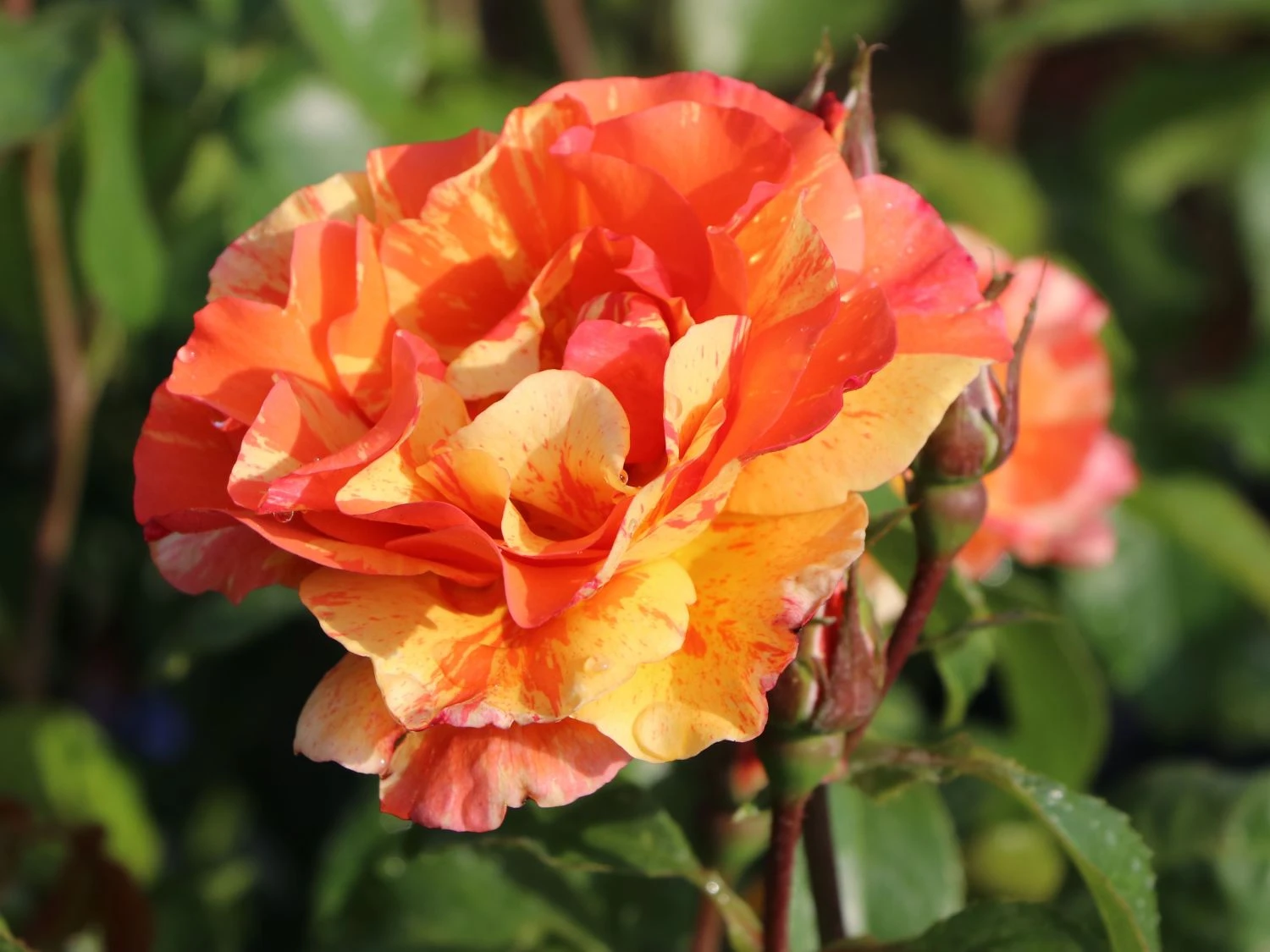 Edelrose 'Fruite' ® 6 Edelrose 'Fruite' ® – Bild 6