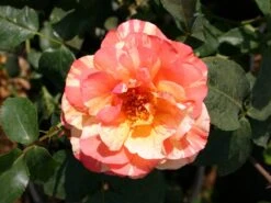 Edelrose 'Fruite' ® 23 Edelrose 'Fruite' ® -Edelrosen Geschaft edelrose fruite m002976 w 2