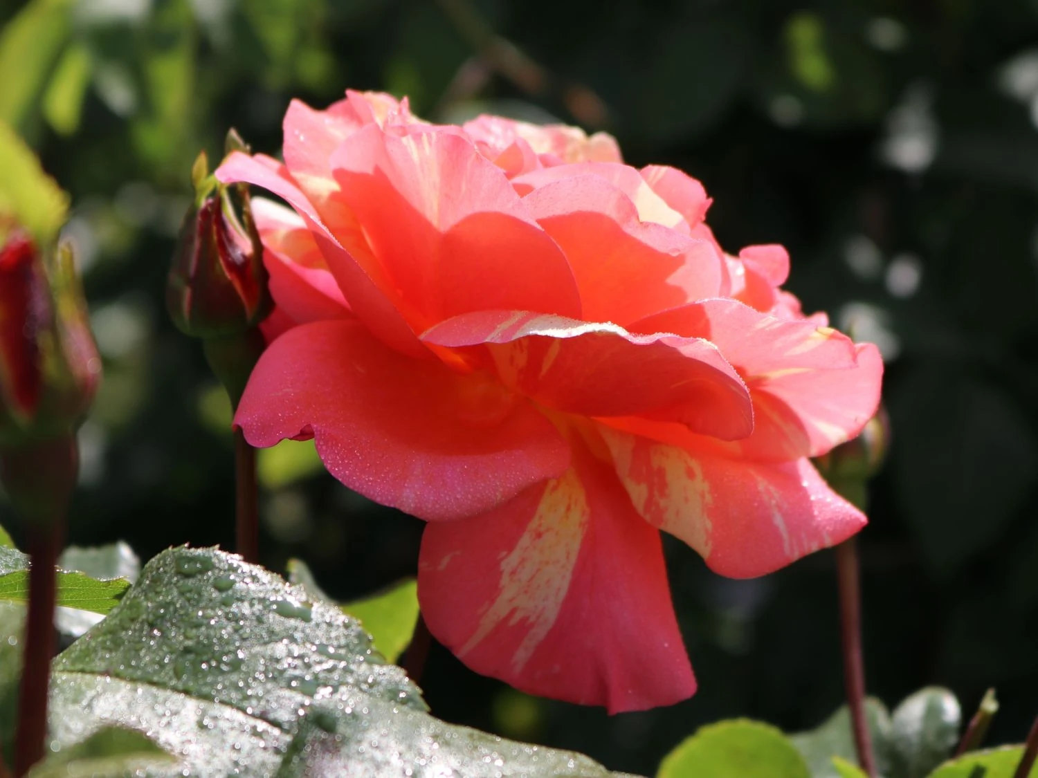 Edelrose 'Fruite' ® 10 Edelrose 'Fruite' ® – Bild 10