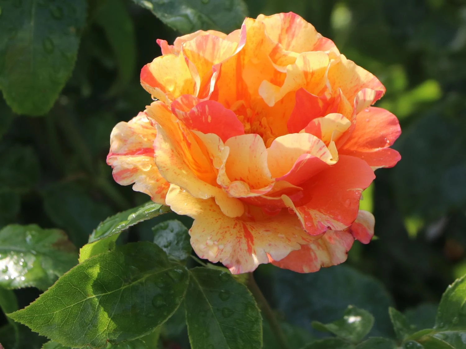 Edelrose 'Fruite' ® 8 Edelrose 'Fruite' ® – Bild 8