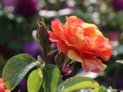 Edelrose 'Fruite' ® 19 Edelrose 'Fruite' ® -Edelrosen Geschaft edelrose fruite m002976 w 8