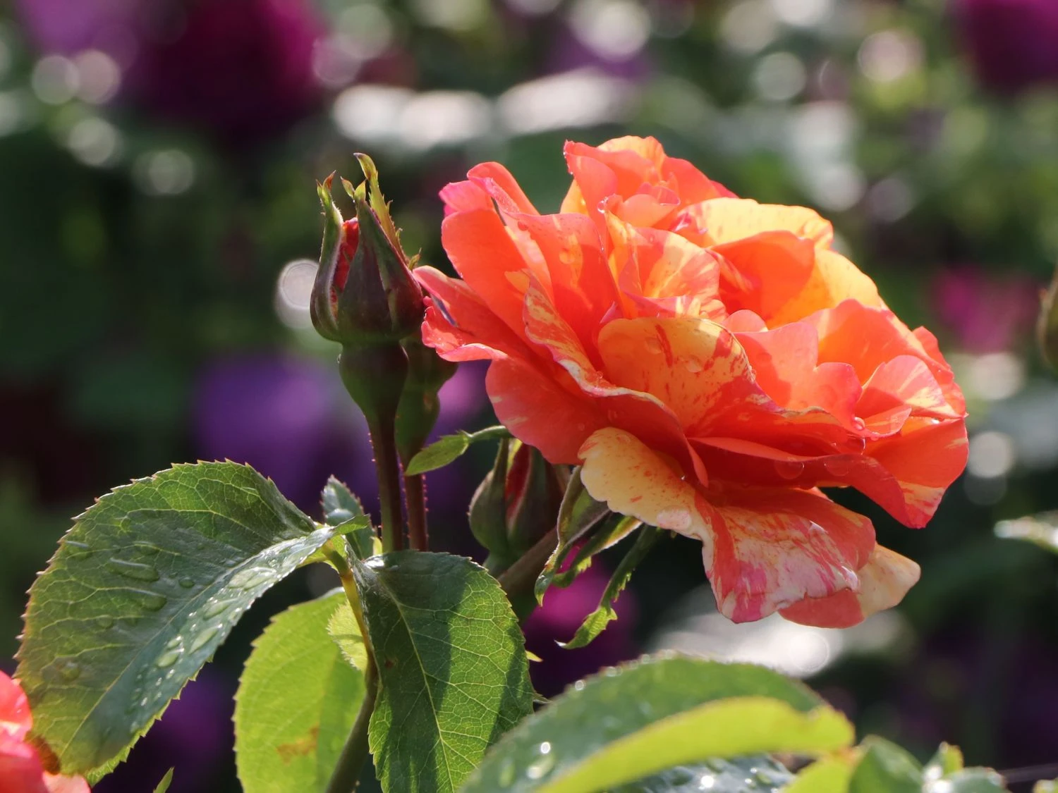 Edelrose 'Fruite' ® 7 Edelrose 'Fruite' ® – Bild 7