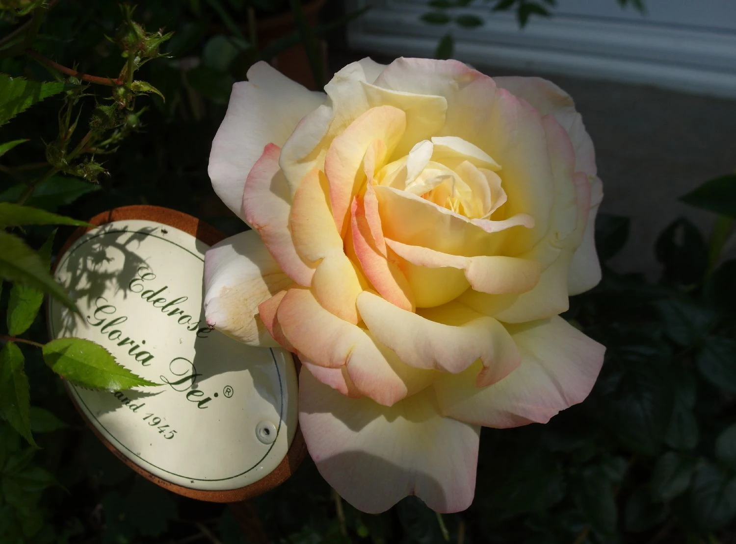 Edelrose 'Gloria Dei' / 'Peace' 16 Edelrose 'Gloria Dei' / 'Peace' – Bild 16