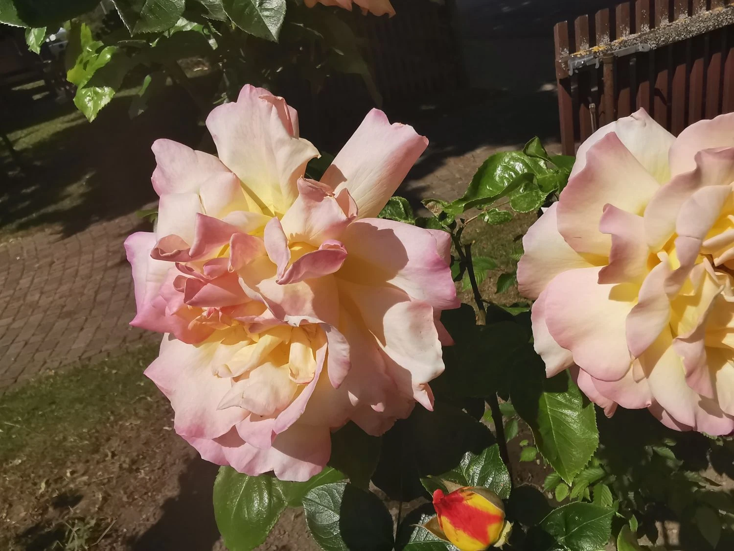 Edelrose 'Gloria Dei' / 'Peace' 14 Edelrose 'Gloria Dei' / 'Peace' – Bild 14