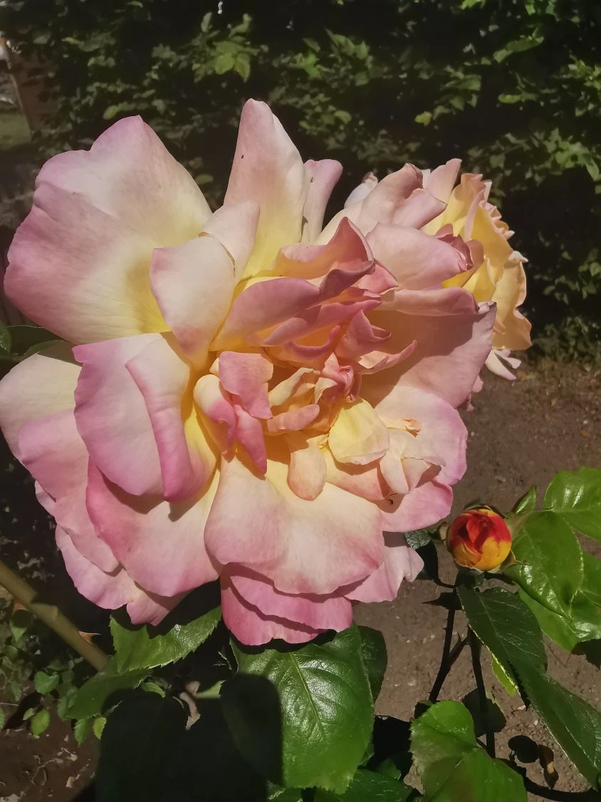 Edelrose 'Gloria Dei' / 'Peace' 13 Edelrose 'Gloria Dei' / 'Peace' – Bild 13