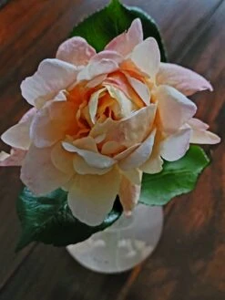 Edelrose 'Gloria Dei' / 'Peace' 29 Edelrose 'Gloria Dei' / 'Peace' -Edelrosen Geschaft edelrose gloria dei peace m002994 1449854 0