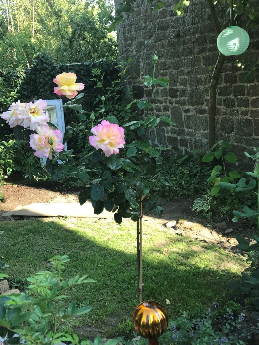 Edelrose 'Gloria Dei' / 'Peace' 15 Edelrose 'Gloria Dei' / 'Peace' – Bild 15