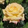 Edelrose 'Gloria Dei' / 'Peace'