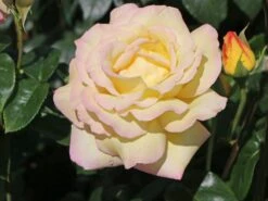 Edelrose 'Gloria Dei' / 'Peace' 21 Edelrose 'Gloria Dei' / 'Peace' -Edelrosen Geschaft edelrose gloria dei peace m002994 w 0